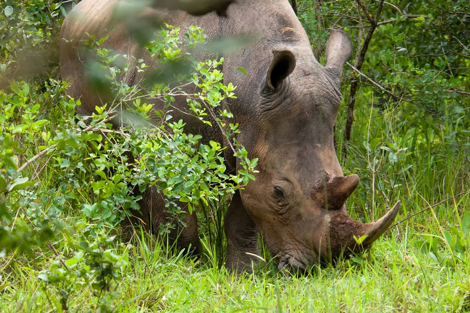 Ziwa Rhino Sanctuary 