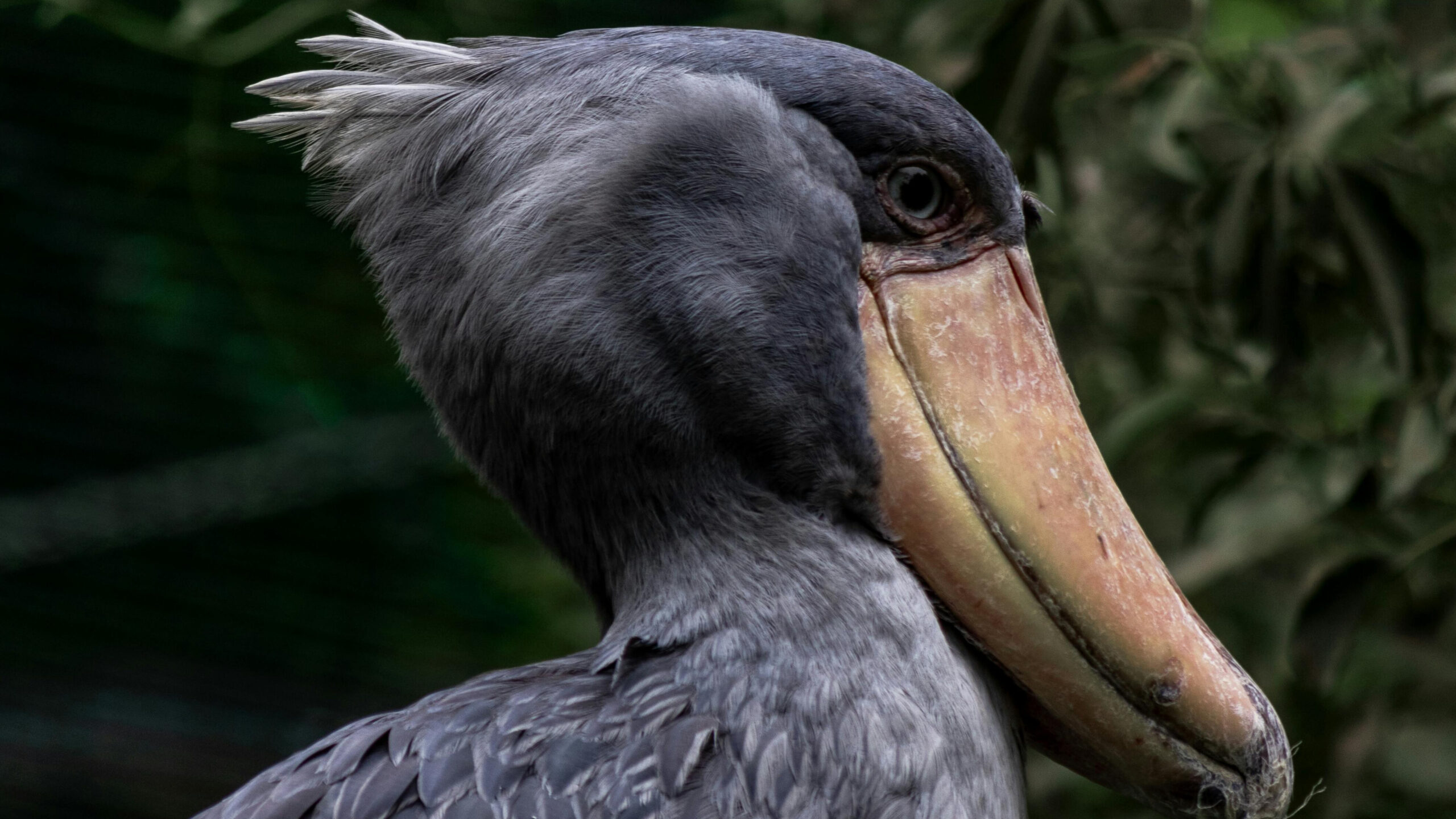 Where Can You See the Shoebill Stork in Uganda in 2026? 