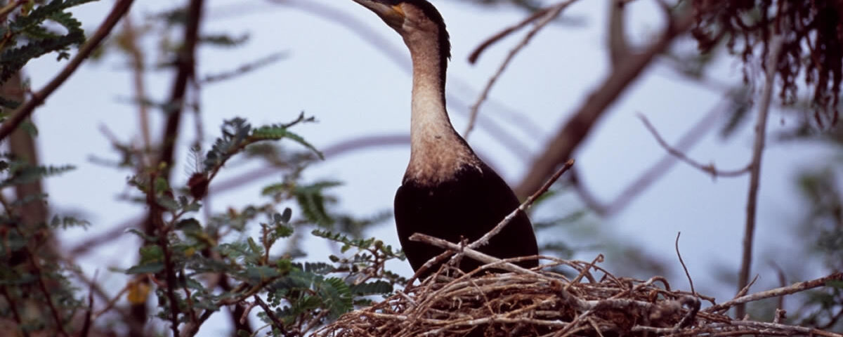 Birding in Volcanoes national park Rwanda