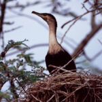Birding in Volcanoes national park Rwanda