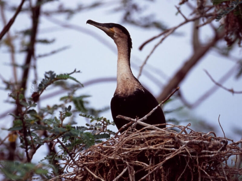 Birding in Volcanoes national park Rwanda