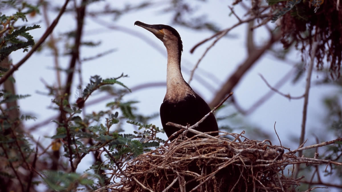 Birding in Volcanoes national park Rwanda