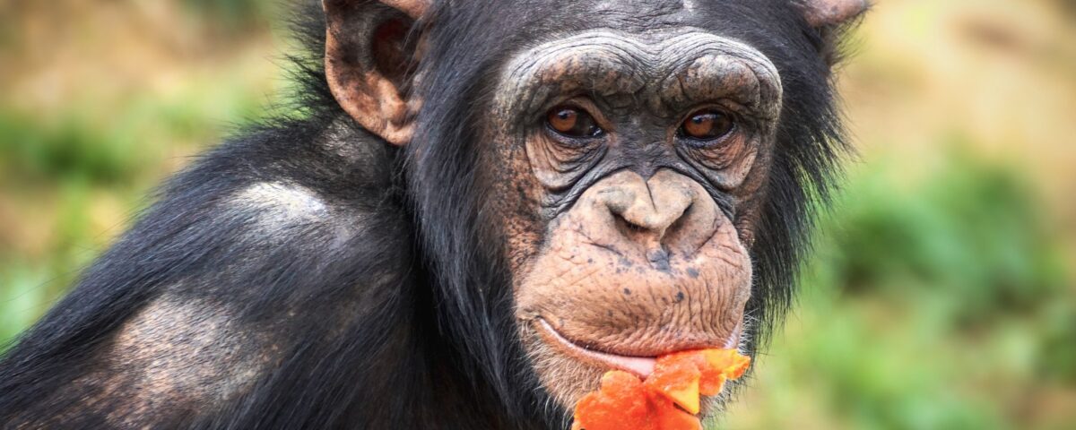Chimpanzee Trekking in Uganda