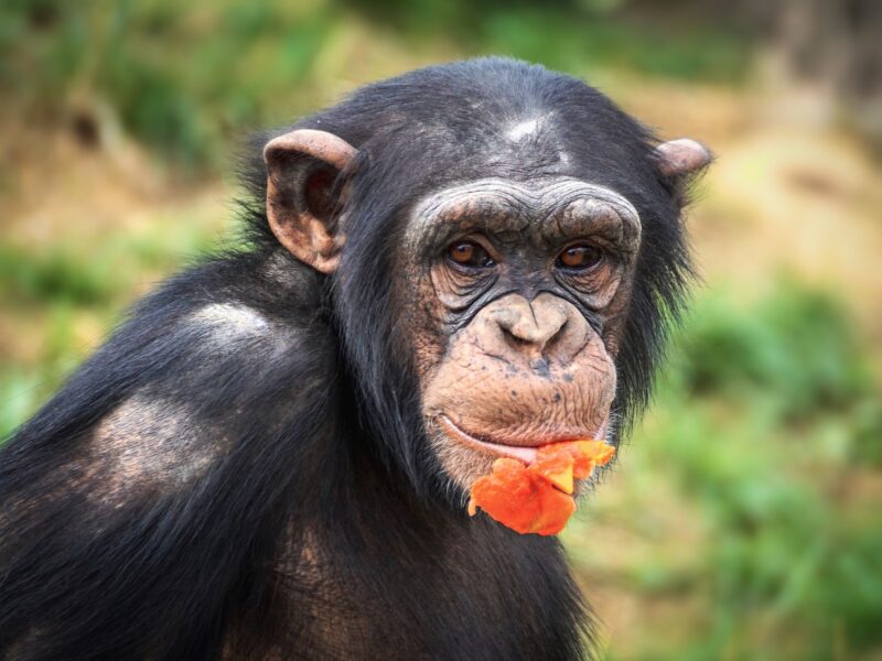 Chimpanzee Trekking in Uganda