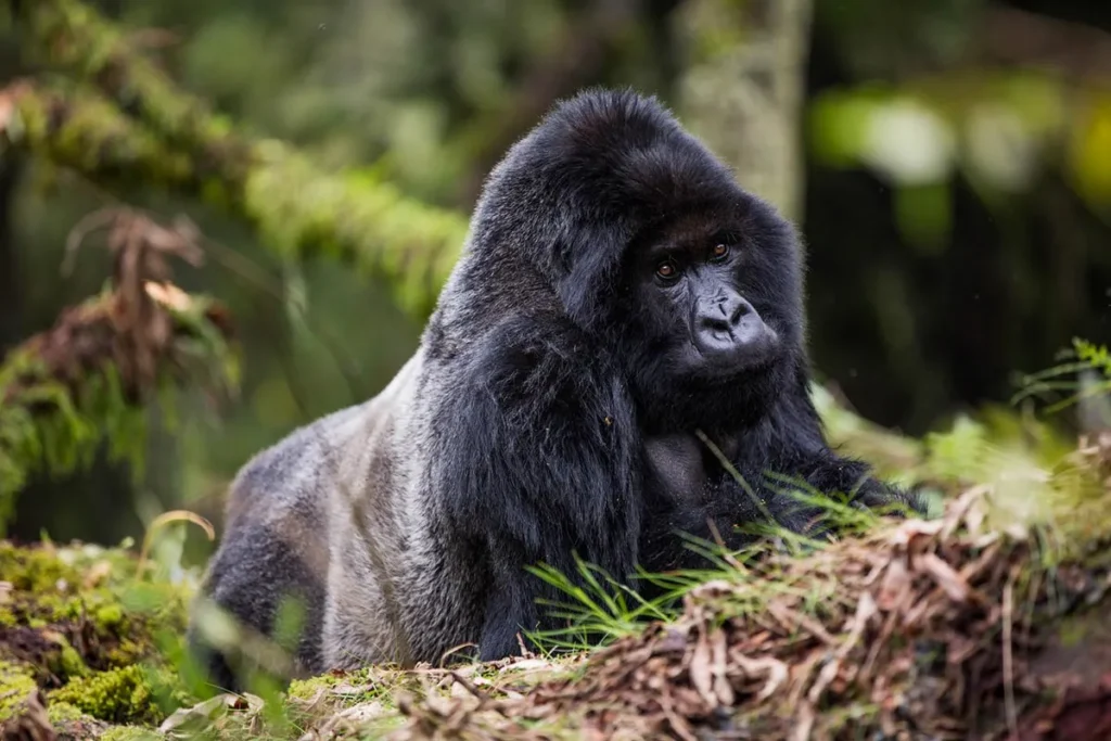 Difference Between a Gorilla Permit and a Habituation Permit