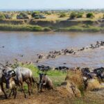 Sustainable Safaris in East Africa
