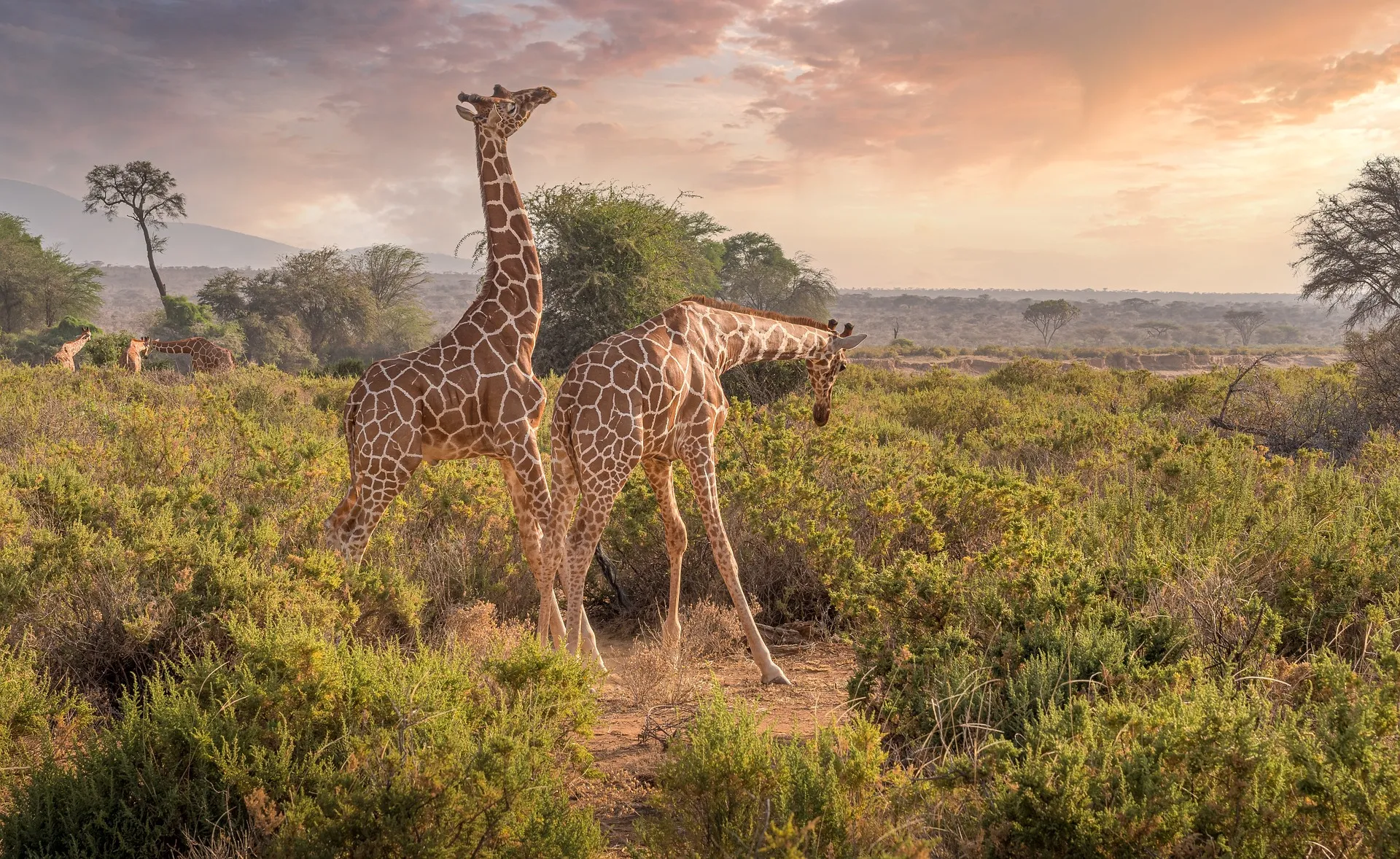 Kenya Wildlife Safaris