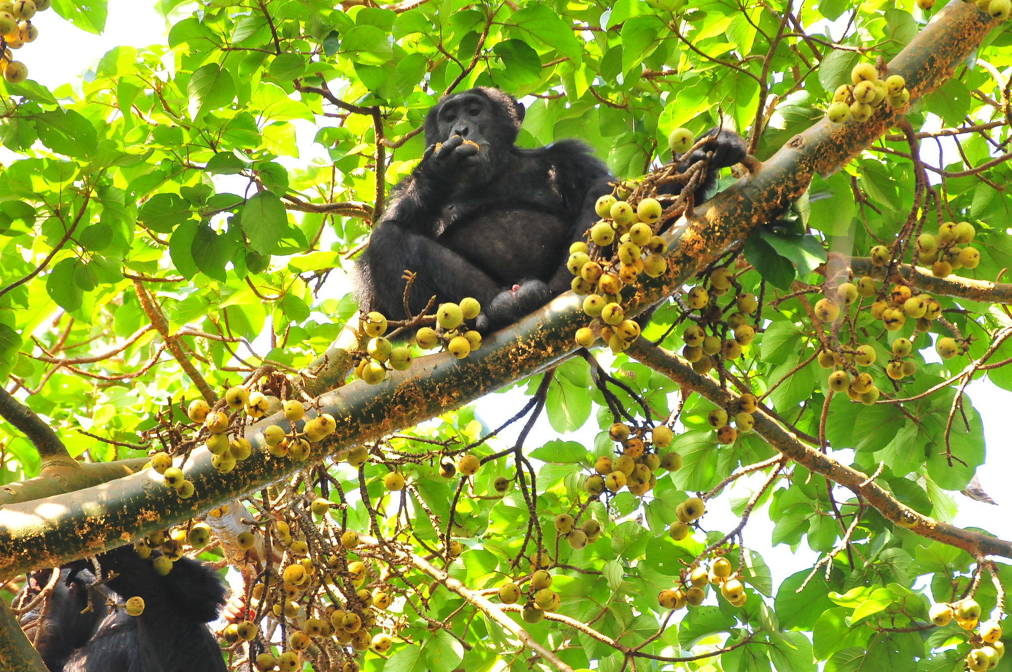 12 Day Gorillas Chimps and Wildlife Safari