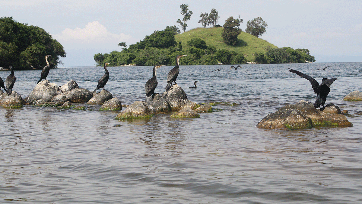Lake Kivu birds