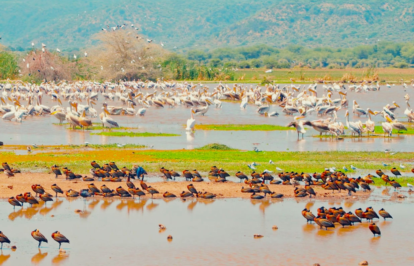 Lake Manyara Birding Safaris