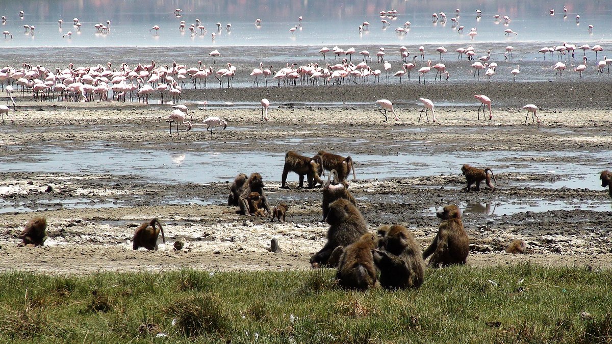 Lake-Nakuru