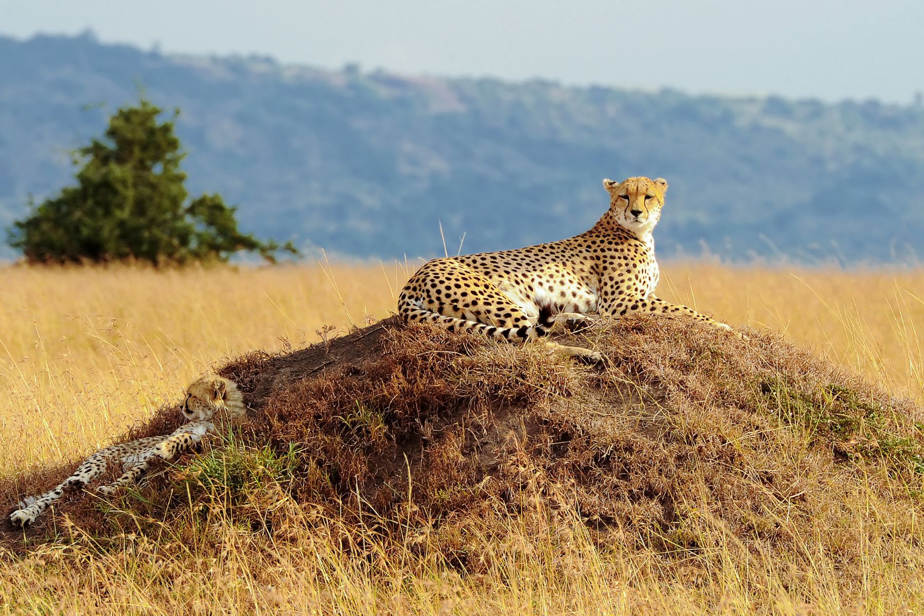 Masai Mara National Reserve