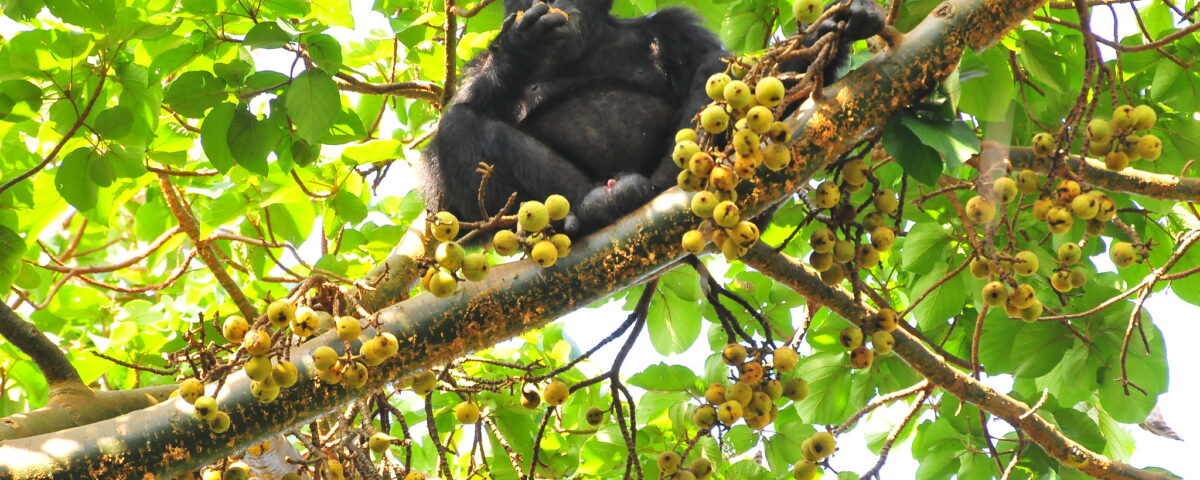 Chimpanzee Trekking in Uganda