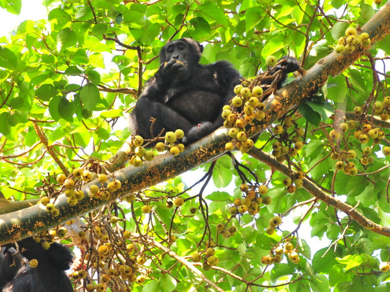 Chimpanzee Trekking in Uganda