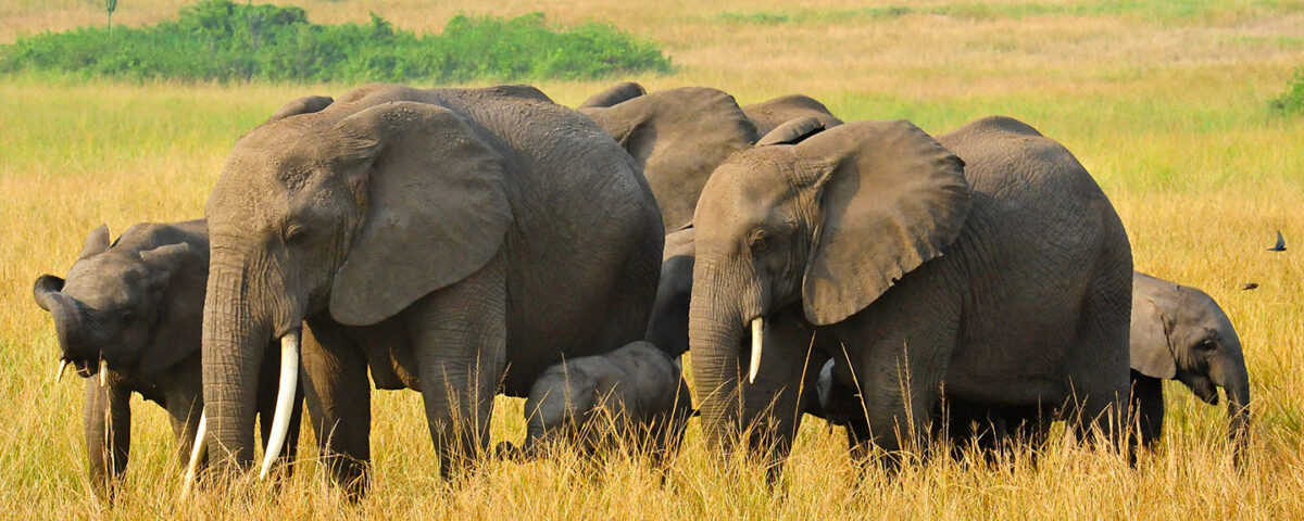 Queen Elizabeth National Park