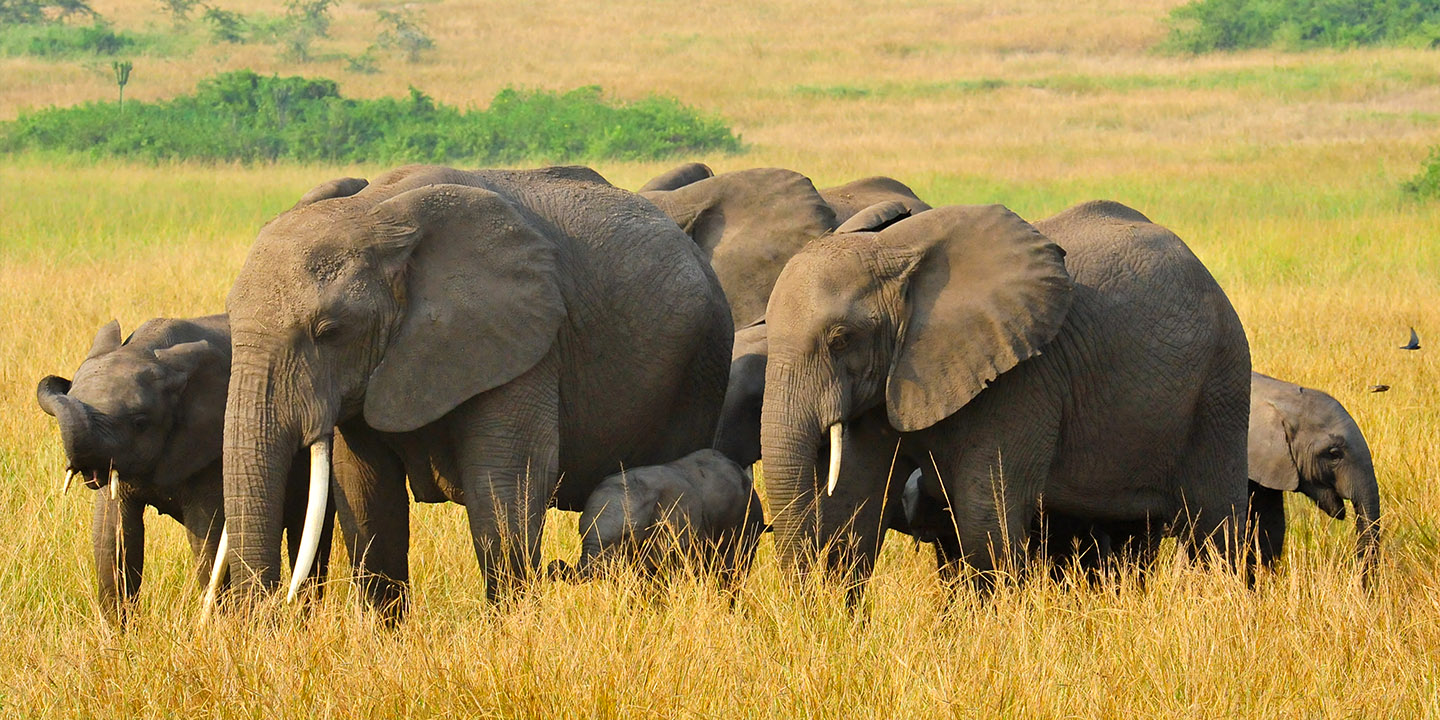 Queen Elizabeth National Park