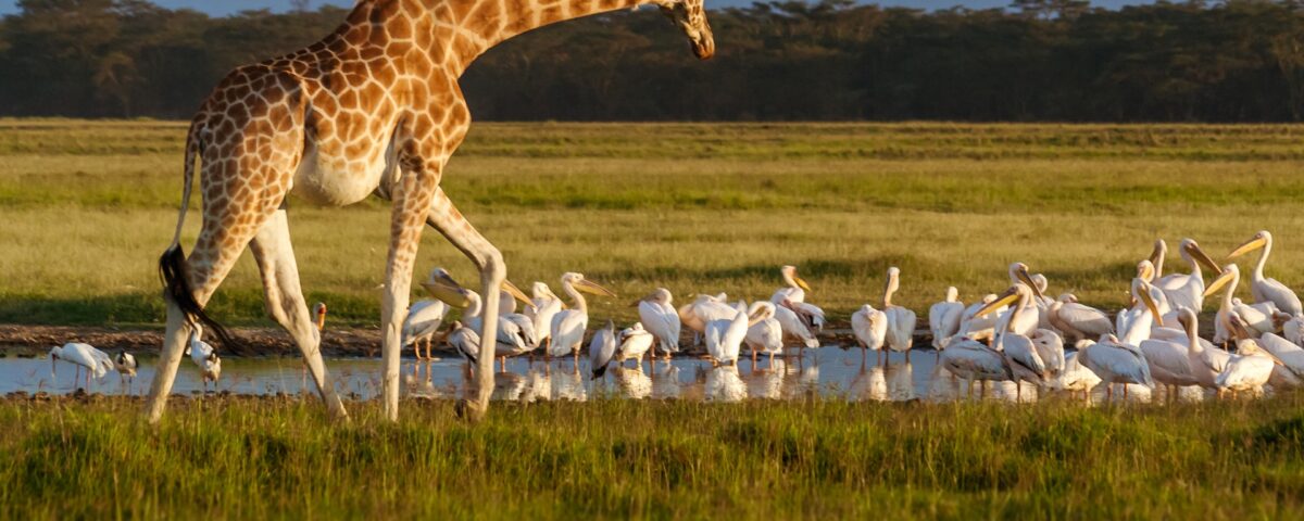 Sustainable Safaris in East Africa