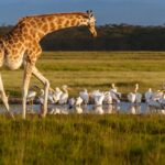 Sustainable Safaris in East Africa