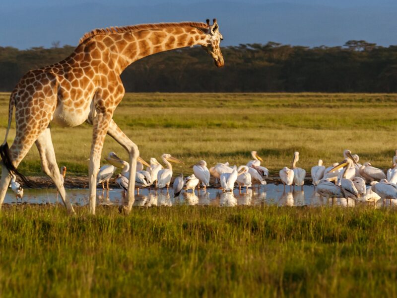 Sustainable Safaris in East Africa