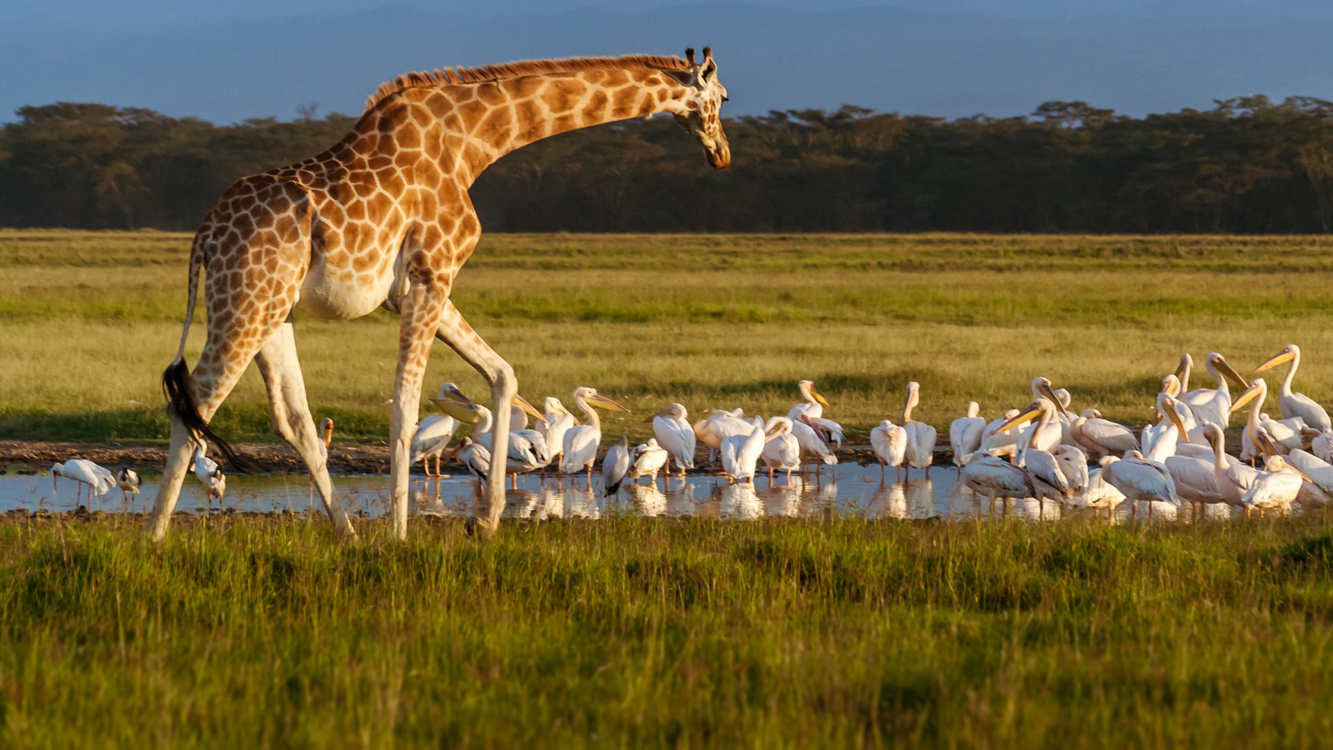 Kenya Wildlife Safaris