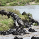 Serengeti National Park-in Tanzania