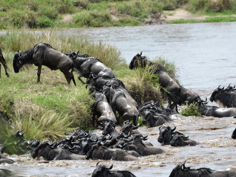 Serengeti National Park-in Tanzania