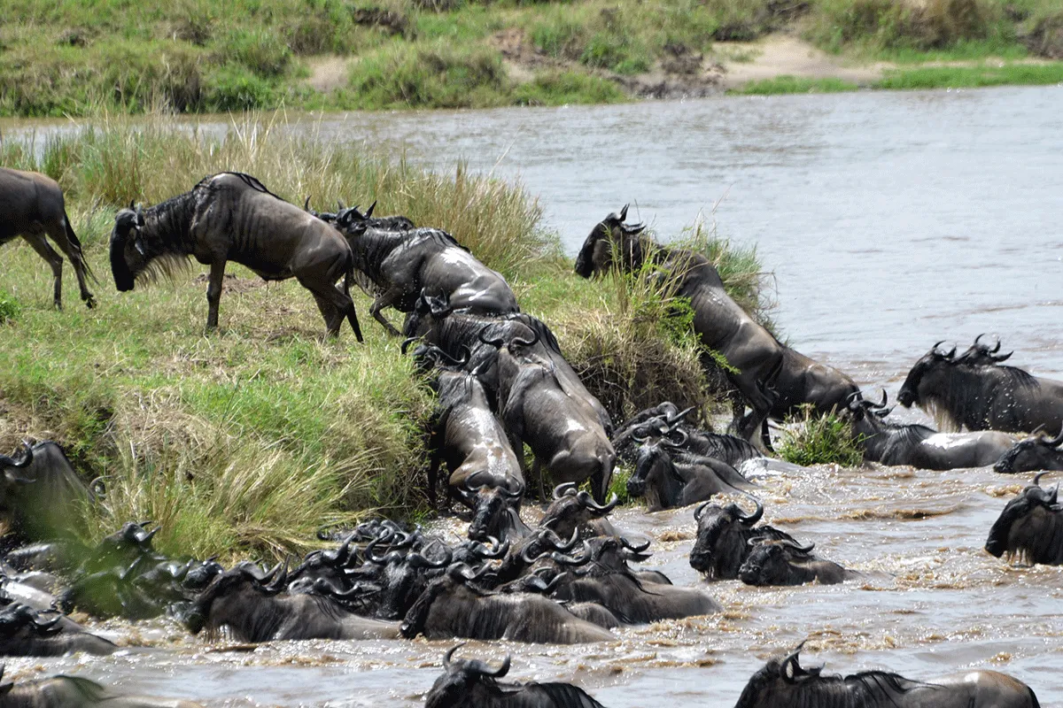Serengeti National Park-in Tanzania