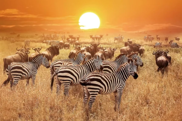 Serengeti Safaris Tanzania
