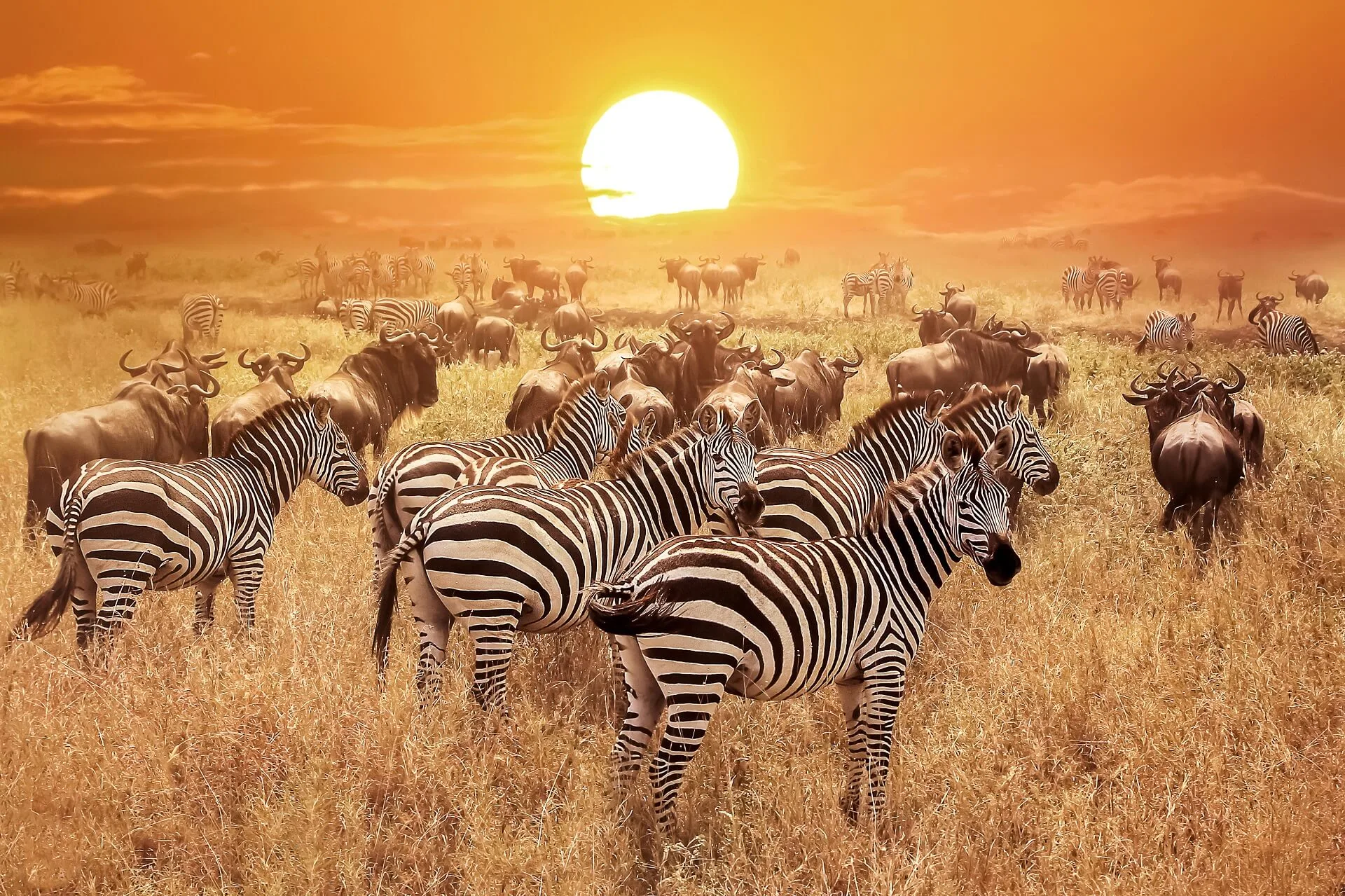 Serengeti Safaris Tanzania