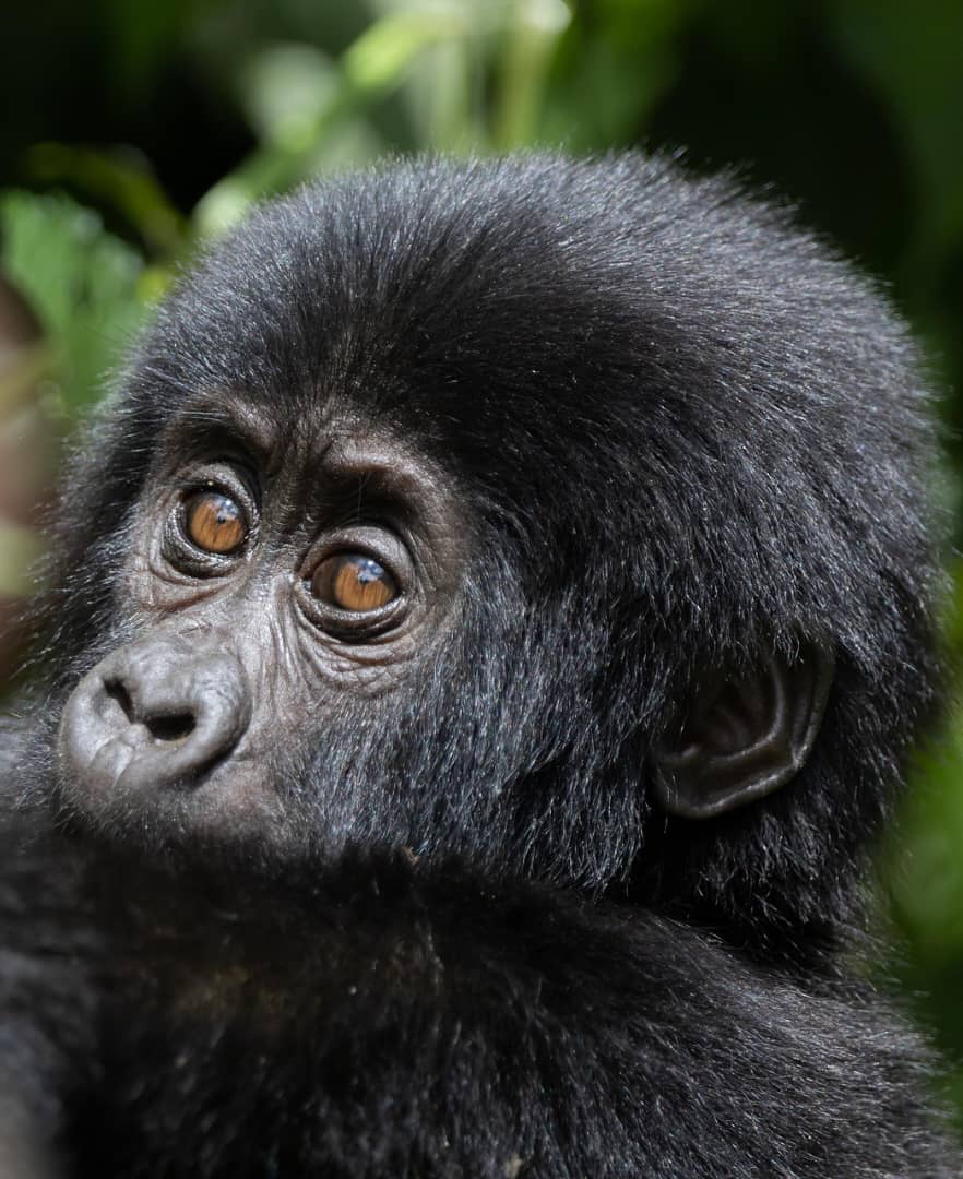 Guide to Rwanda Gorilla Trekking