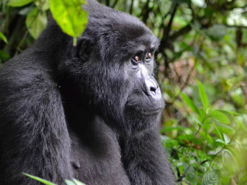 Gorilla Trekking in Rwanda