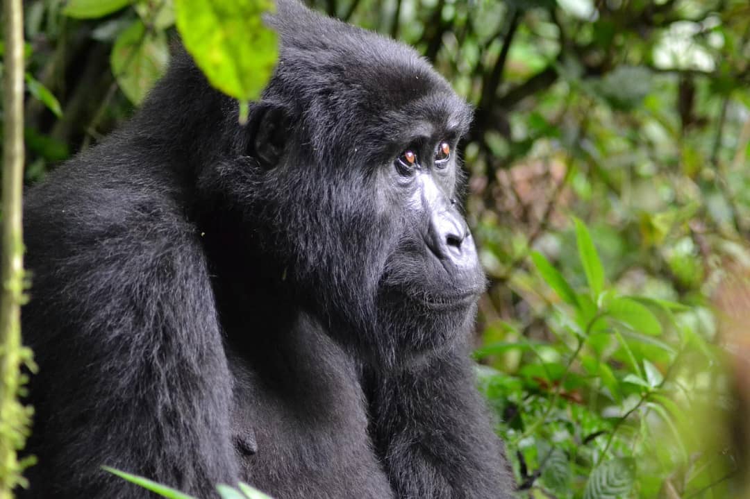 Guide to Rwanda Gorilla Trekking
