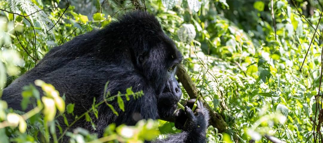 Uganda Gorilla