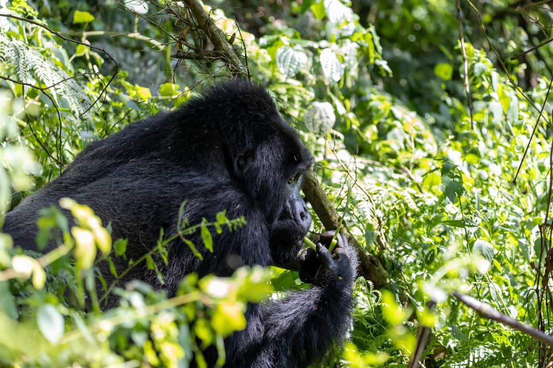 Rwanda Gorilla Trekking 