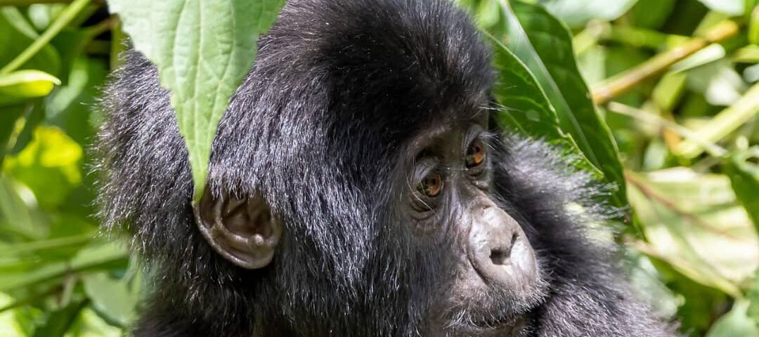 Gorilla Cultural Safari Etiquette