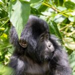 Gorilla Cultural Safari Etiquette
