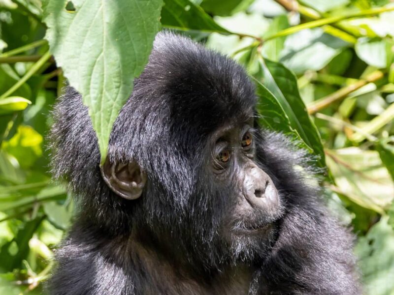 Gorilla Cultural Safari Etiquette