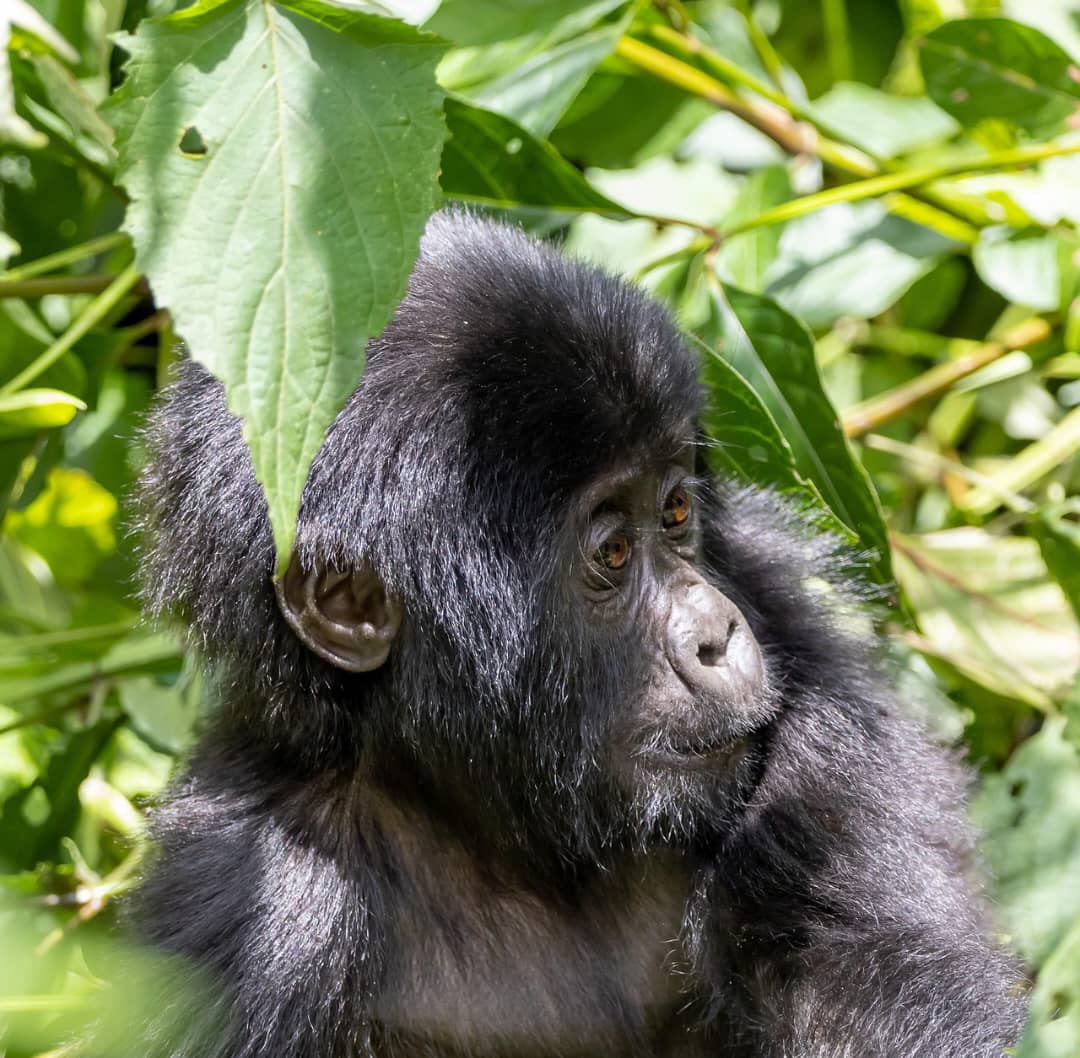 Gorilla Cultural Safari Etiquette
