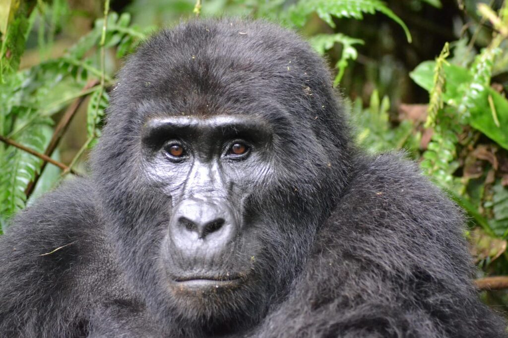 A Once-in-a-Lifetime Rwanda Gorilla Trekking