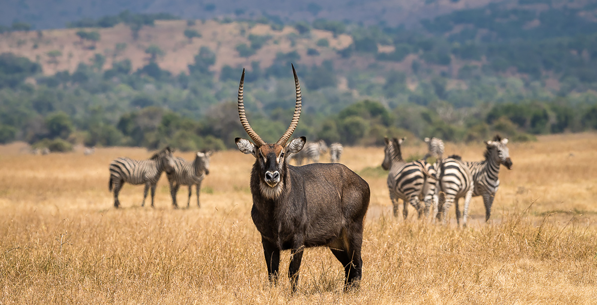 akagera-national-park