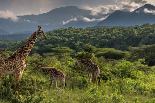 Giraffes enjoying in Queen Elizabeth