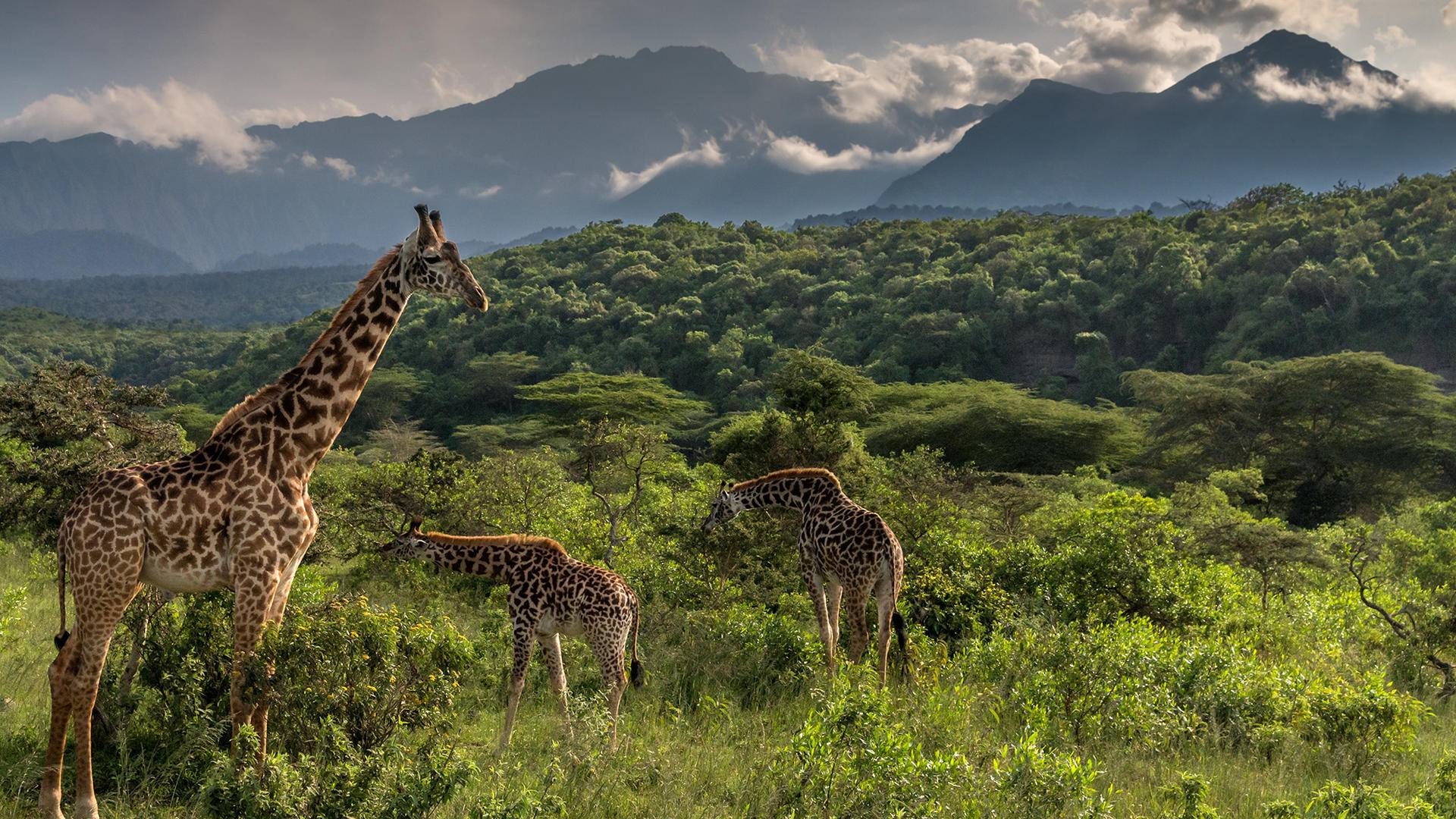 East Africa Safari Destinations