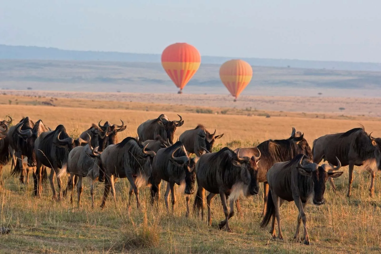 Combining balloon safari & Great Migration Safaris