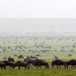 Best Safari Lodges in Masai Mara