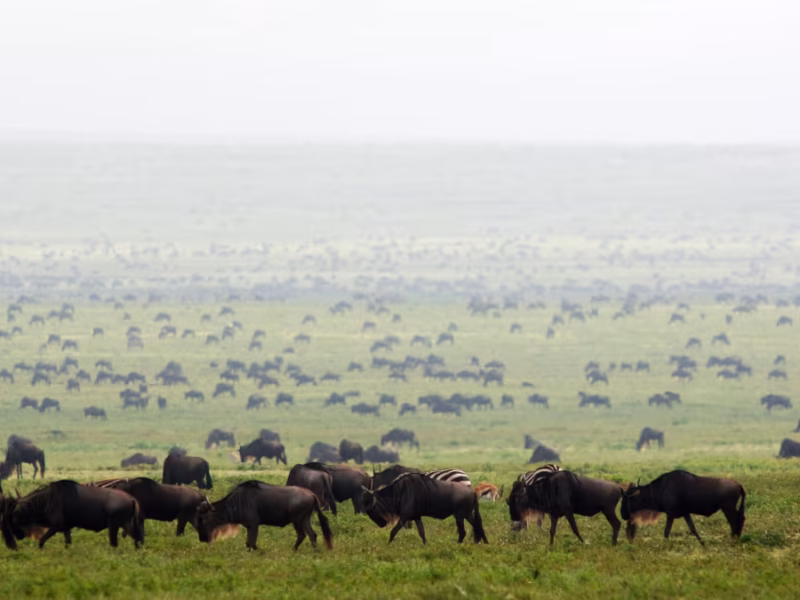 Best Safari Lodges in Masai Mara