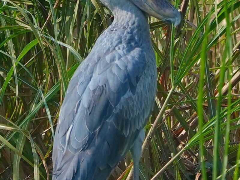 shoebill in Mabamba