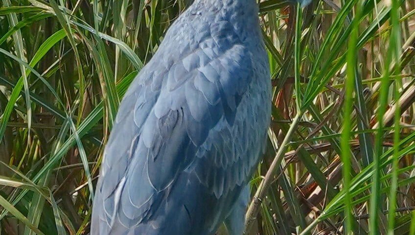 shoebill in Mabamba