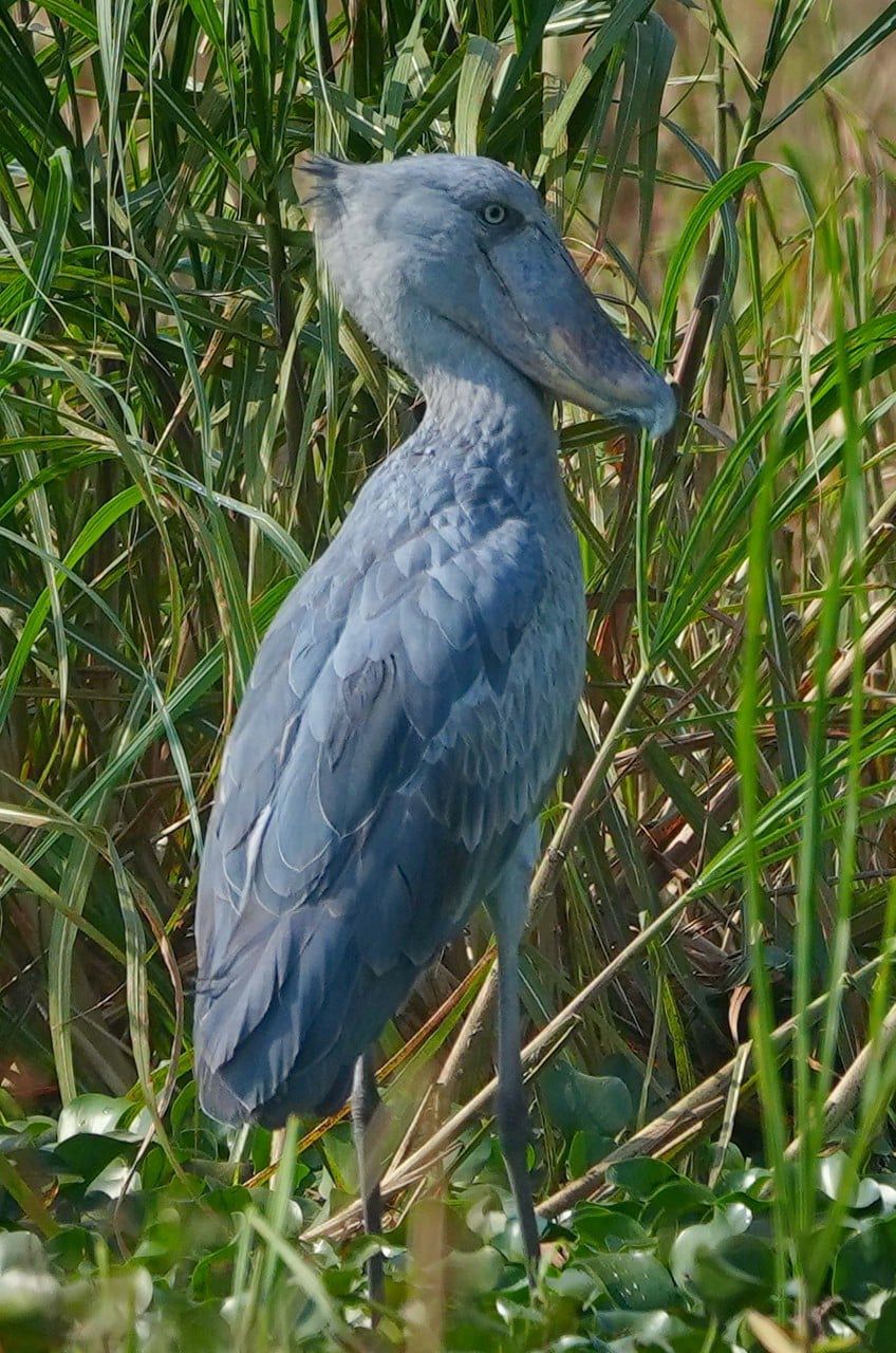 shoebill in Mabamba