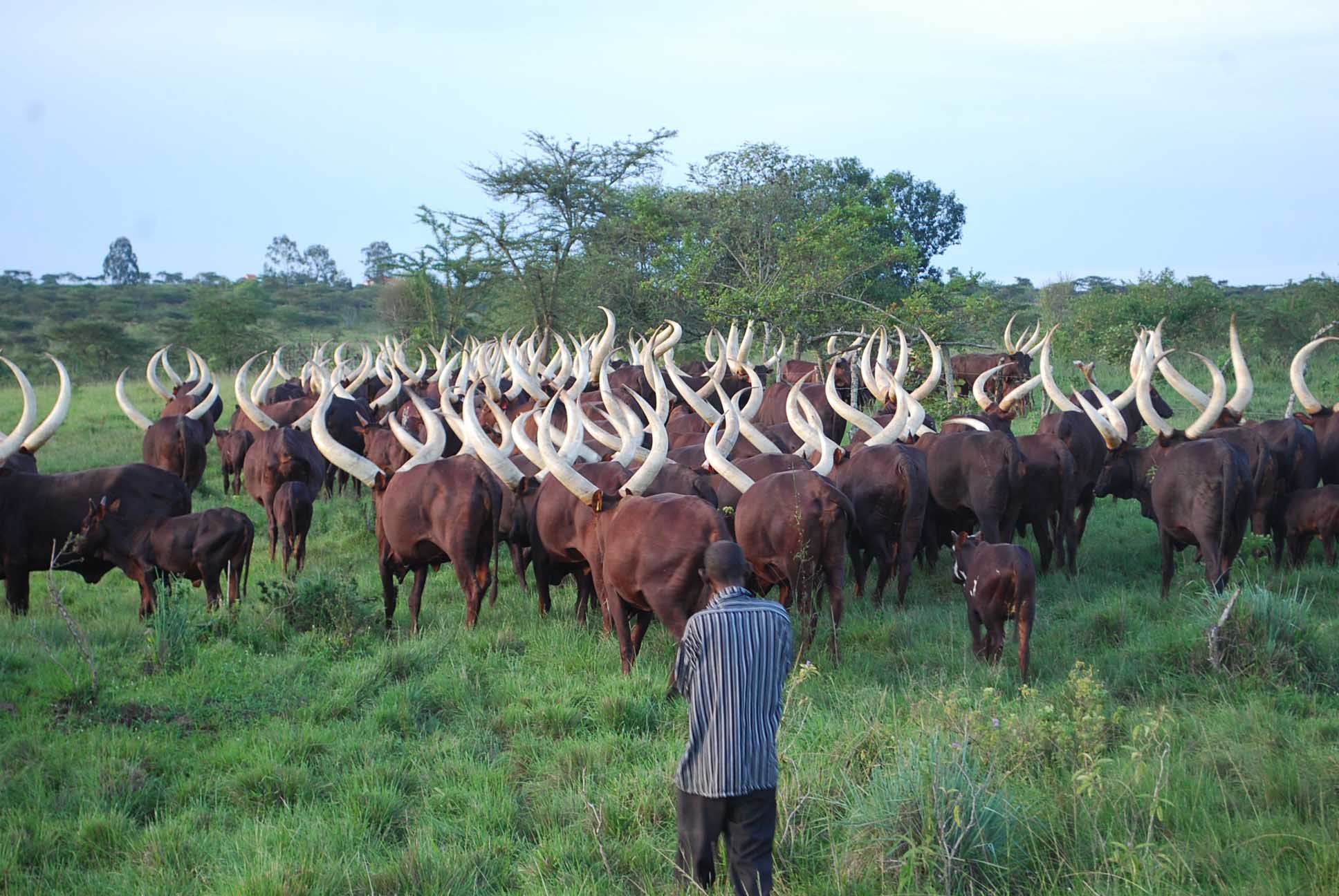 Ankole cultures in Uganda