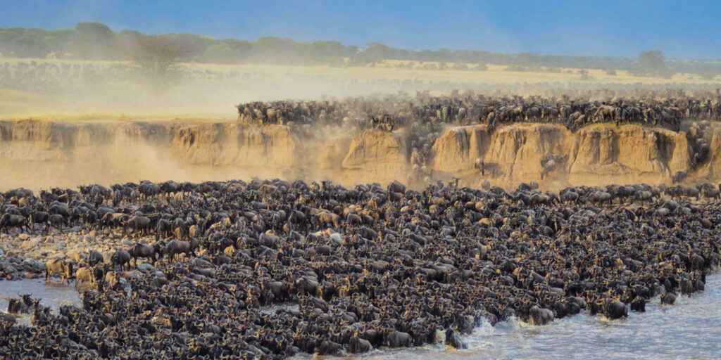 Kenya Safari Best Seasons for Wildlife Viewing